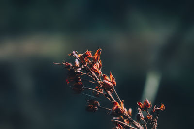 Close-up of wilted plant