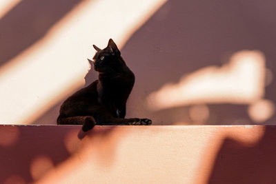 Portrait of a cat sitting in a beautiful shadow.