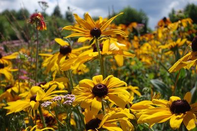 Yellow flowers blooming on field