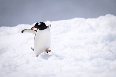 Gentoo penguin almost falls over on snow