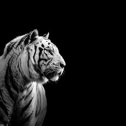 Close-up of tiger looking away against black background