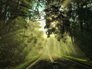 Road amidst trees in forest