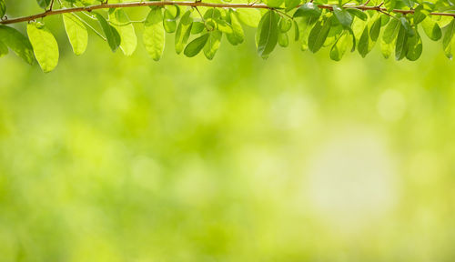 Close-up of fresh green plant