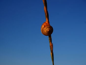 Close-up of snail against blue sky