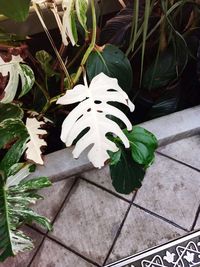 High angle view of potted plants