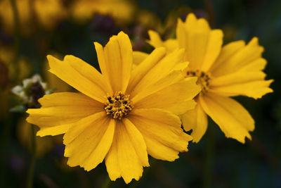 Close-up of yellow cosmos flower