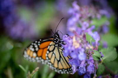 Close-up of butterfly pollinating on purple flower