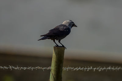 Bird perching on wooden post