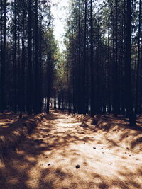 Trees in forest against sky