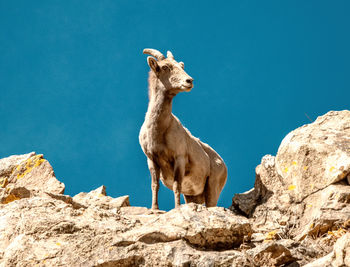 Donkey standing on mountain