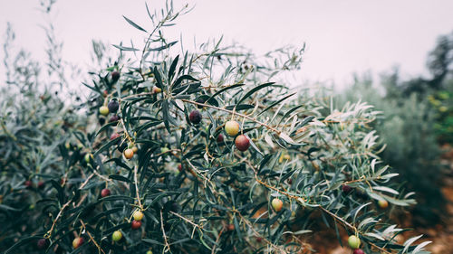 Close-up of fruit growing on tree