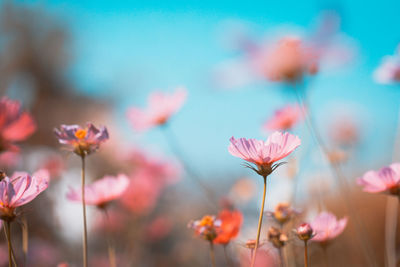 Close-up of pink flowering plants