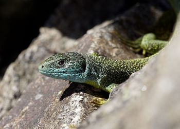 Close-up of lizard on rock