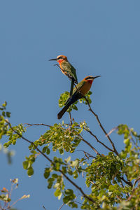 Low angle view of bird perching on tree against sky