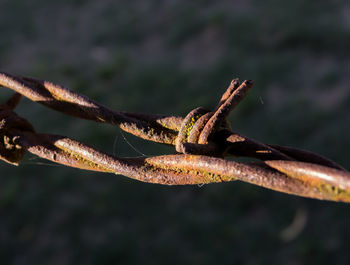 Close-up of rusty barbed wire