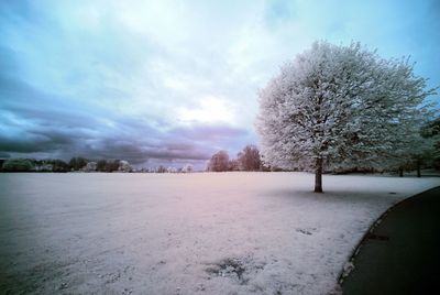 Trees on snow covered landscape against sky
