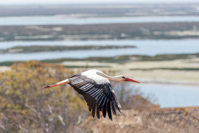 Side view of stork flying over landscape