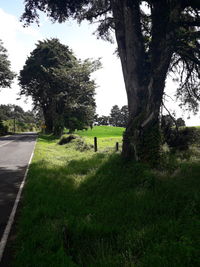 Trees on field against sky