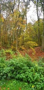 Plants and trees in forest during autumn