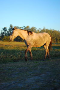 Horse standing in a field