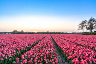 A tulip field near the keukenhof in the netherlands. the sunset creates a warm and romantic image