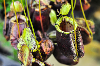 Close-up of fresh green plant