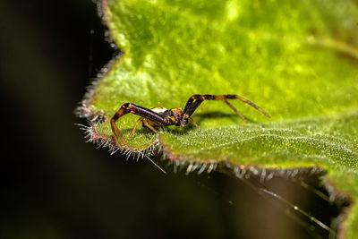 Close-up of spider