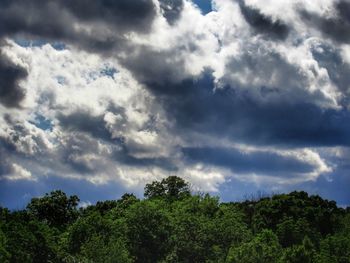 Low angle view of trees against sky