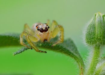 Close-up of spider