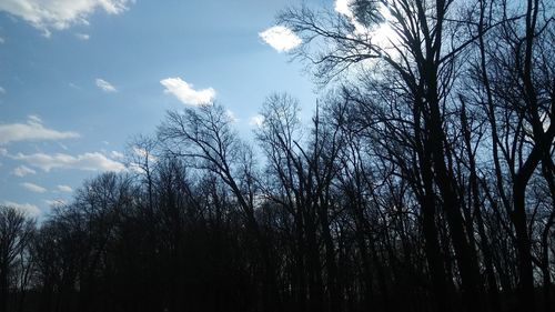 Low angle view of trees against sky