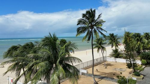 Palm trees on beach