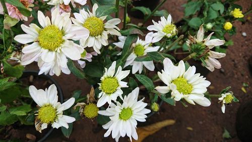 Close-up of white flowers blooming outdoors