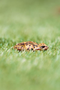Close-up of grass