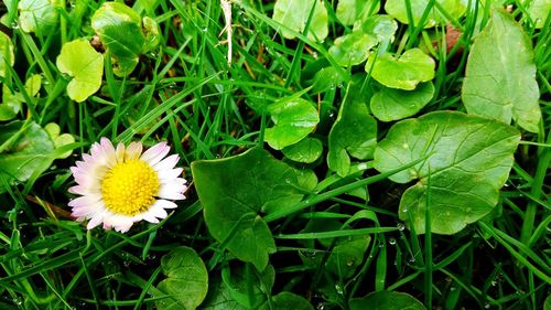 High angle view of flowering plant on field