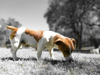 Close-up of dog on field against trees