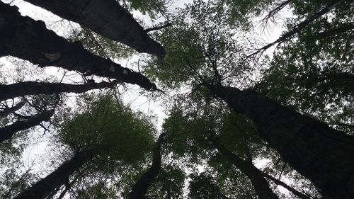 Low angle view of tree against sky