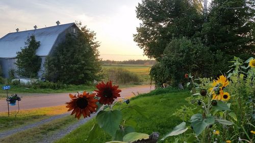 Flowers growing by trees against sky