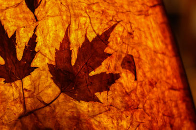 Close-up of autumn tree