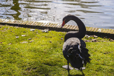 Black bird in water