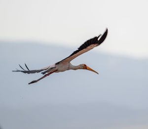 Low angle view of bird flying against clear sky