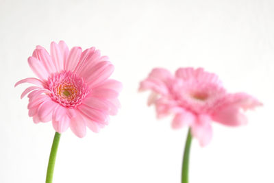 Close-up of pink flowers against white background