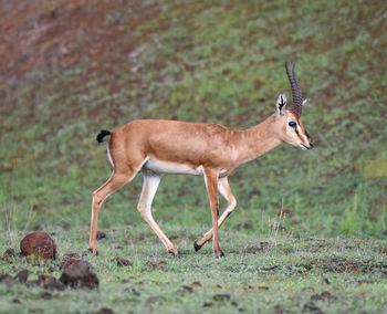 Side view of giraffe on land