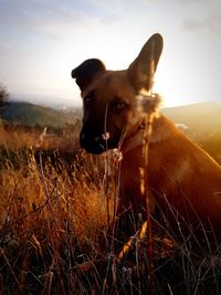 Dog standing on field against sky