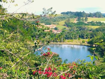 Scenic view of lake in forest