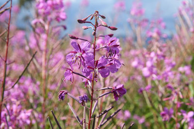 Close-up of pink flowering plant