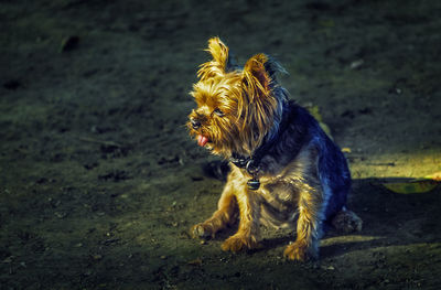 Close-up of dog sitting on grassy field