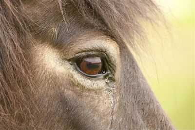 Close-up of horses eye
