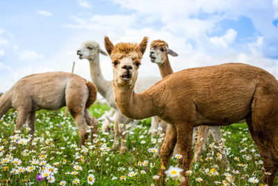 Sheep standing on field against sky