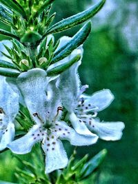 Close-up of flowers