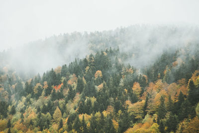 Panoramic view of pine trees in forest